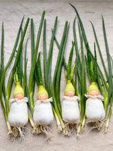 Load image into Gallery viewer, Spring Onion Baby
