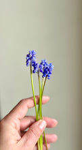 Load image into Gallery viewer, PDF Pattern and Tutorial - Grape Hyacinth

